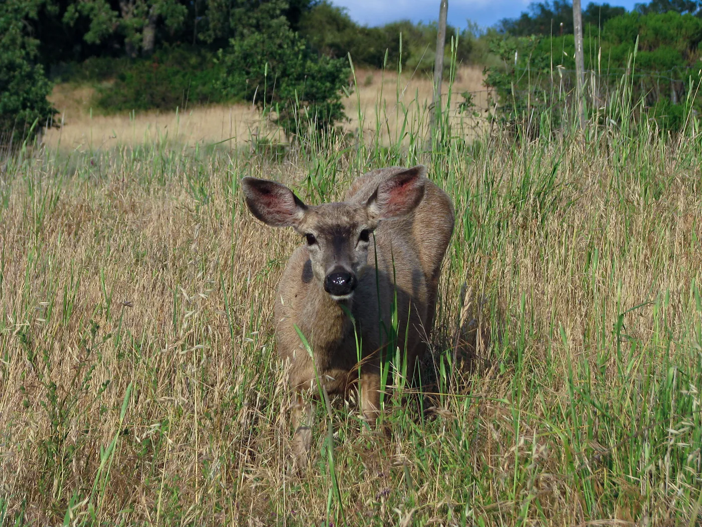 Deer at Lake Lopez