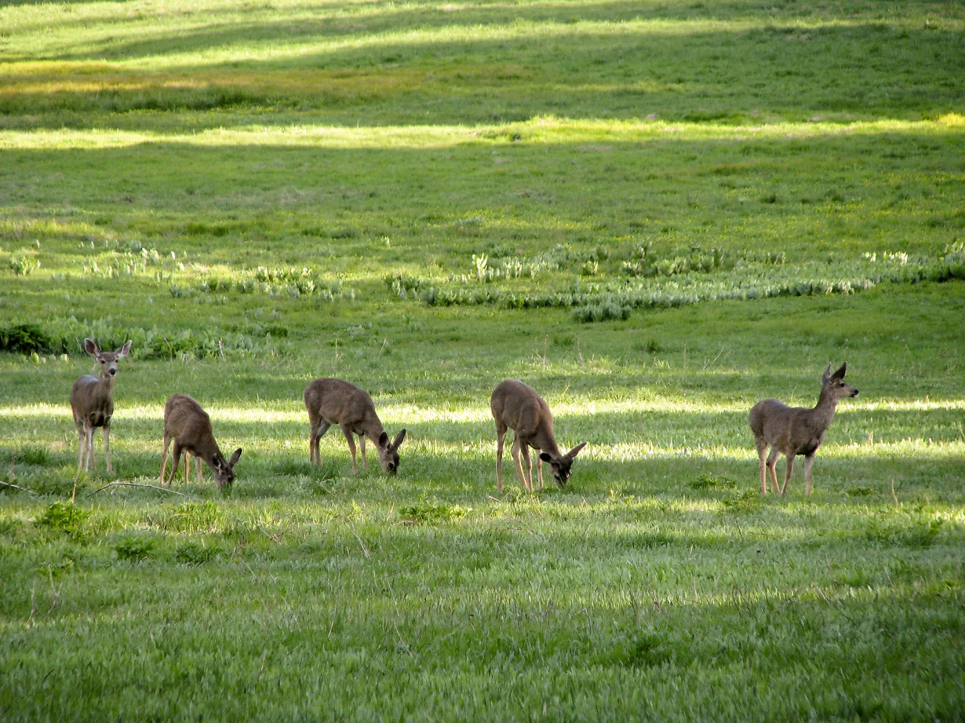 Deer at Lake Lopez