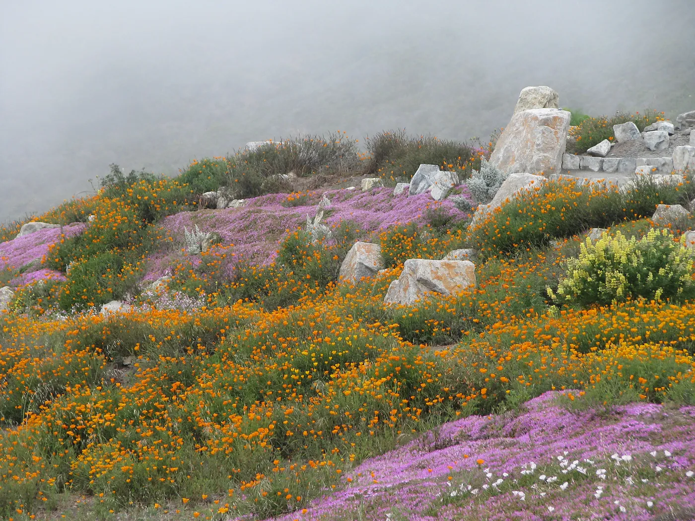 Flower Landscape Hwy 1 South of Big Sur