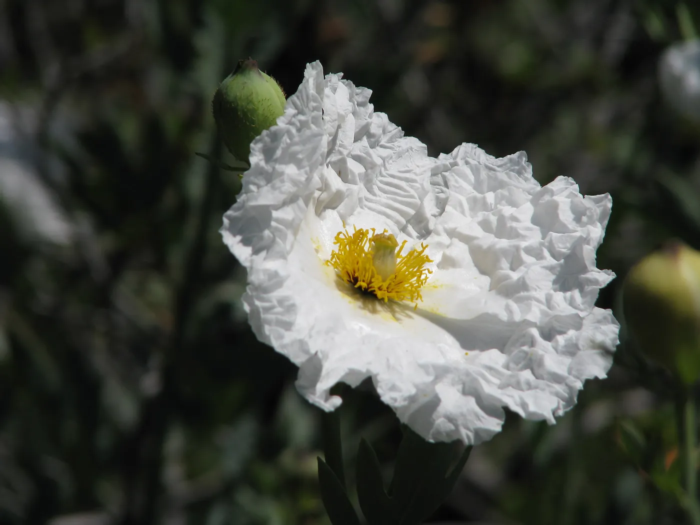 Matilija Poppy, Botanic Garden