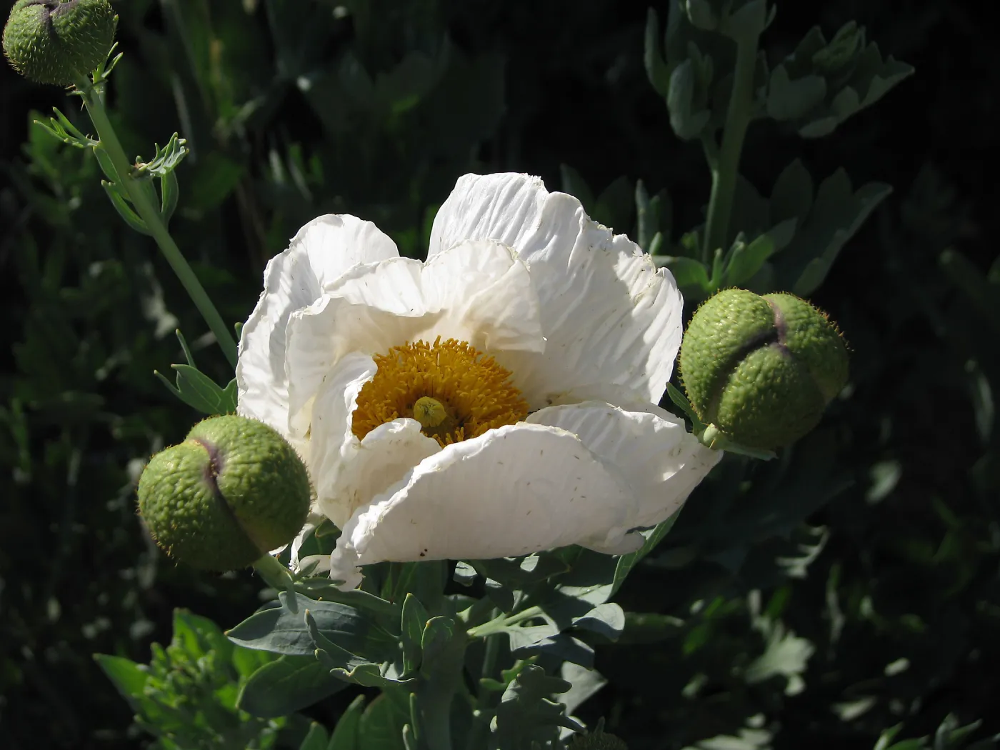 Matilija Poppy Highway 33 North of Ojai, Finalist in 2011 Photo Contest in Closeup category