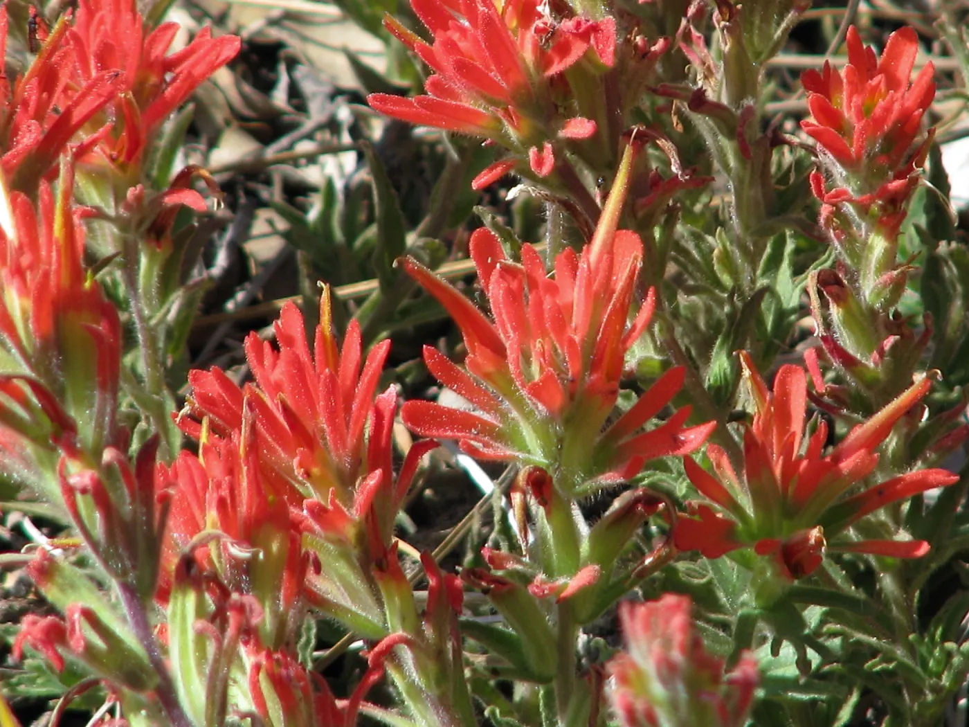 Paintbrush Pine Mountain