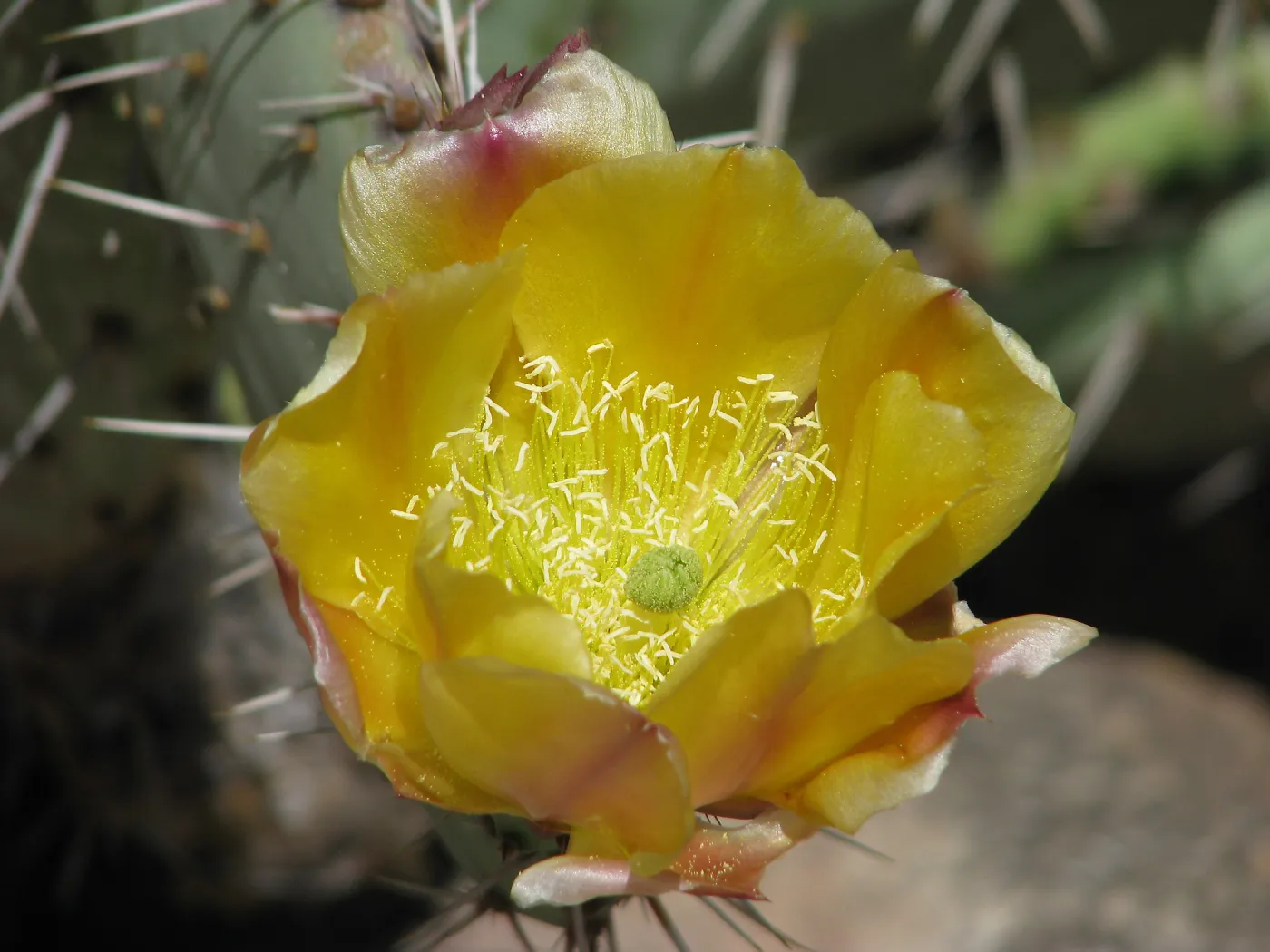 Prickly Pear Cactus Botanic Garden