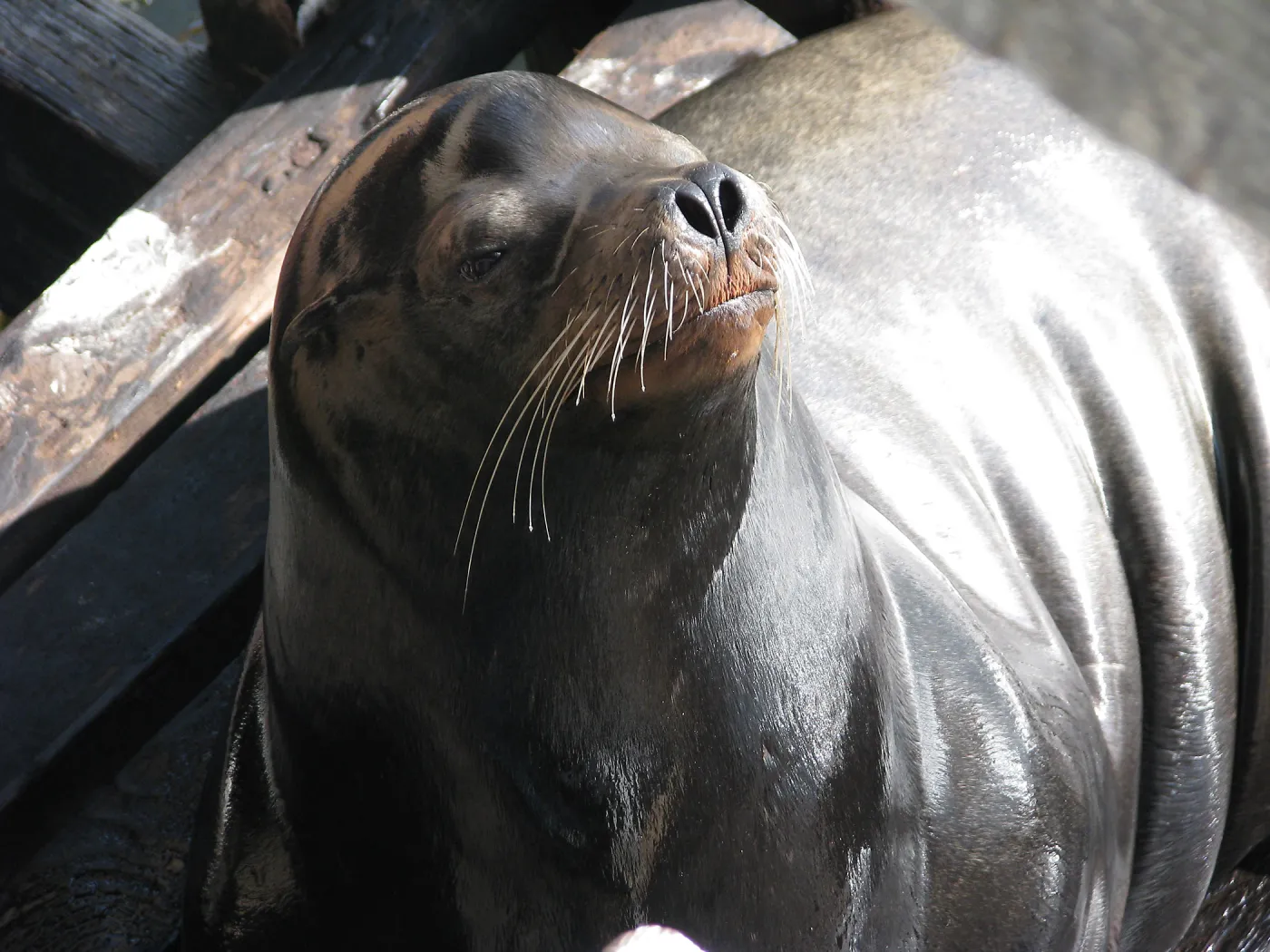 Seal at Avila Pier