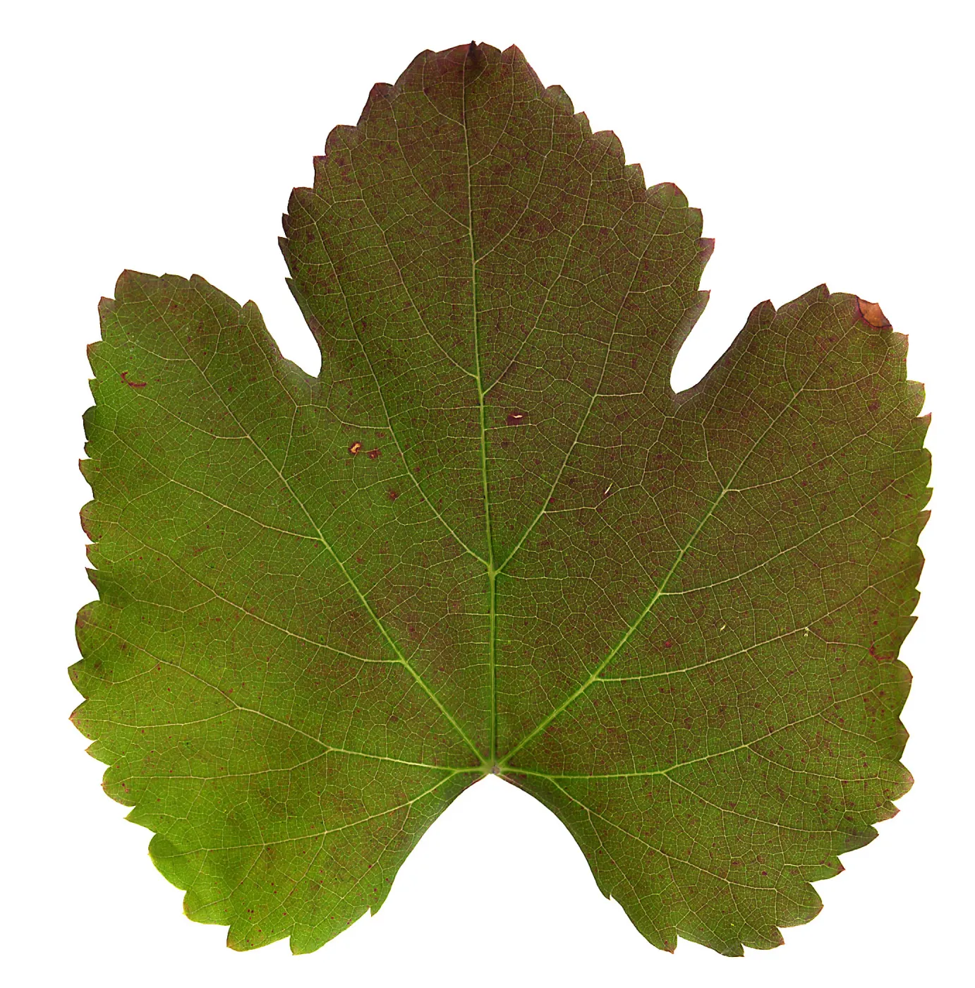 â€˜Roger's Red' California Wild Grape leaf in autumn color