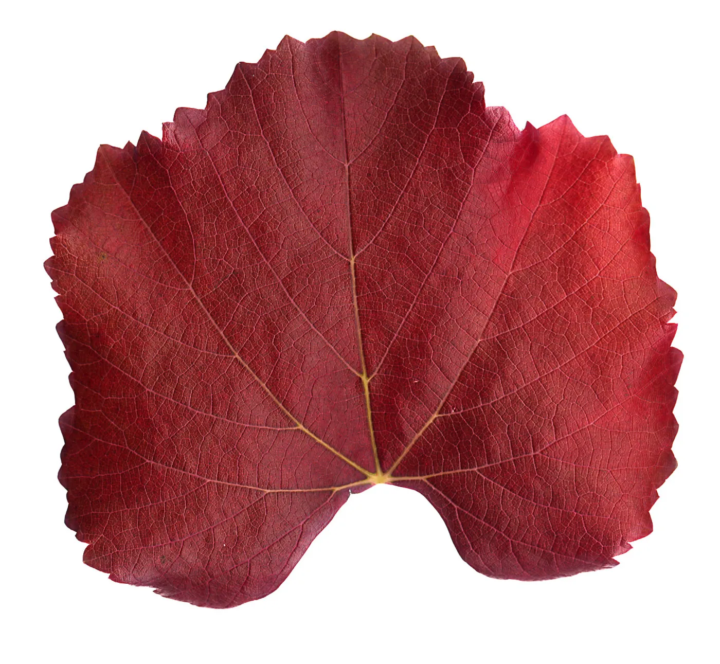 â€˜Roger's Red' California Wild Grape leaf in autumn color