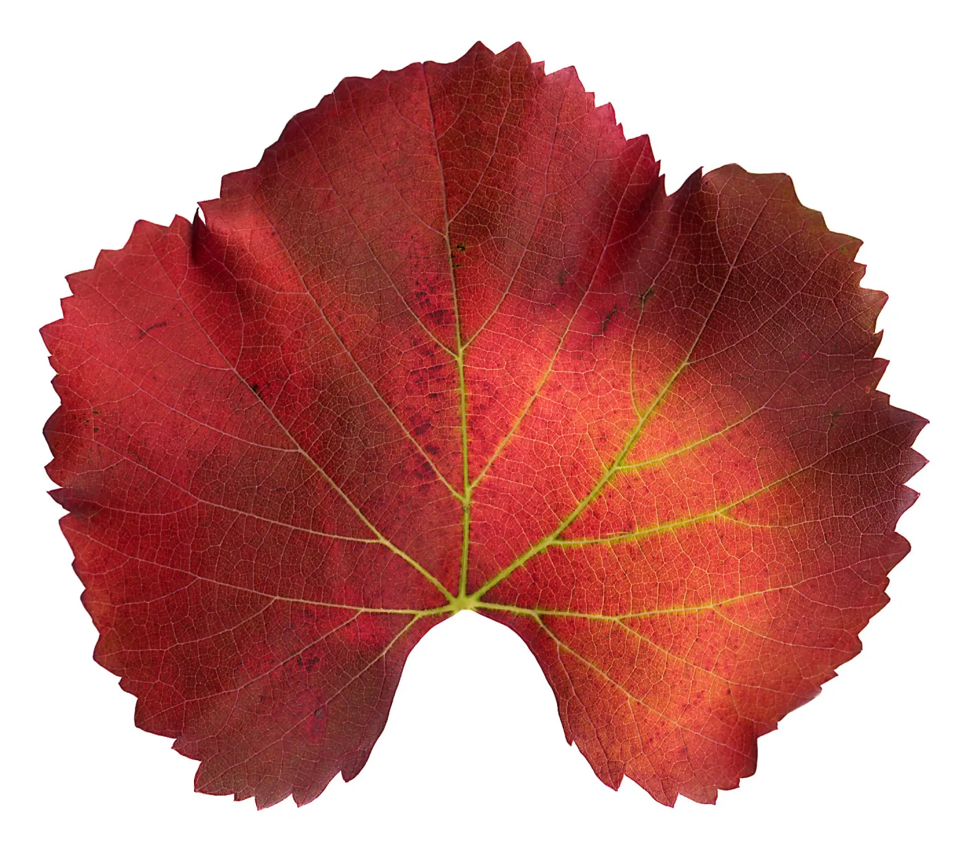 â€˜Roger's Red' California Wild Grape leaf in autumn color