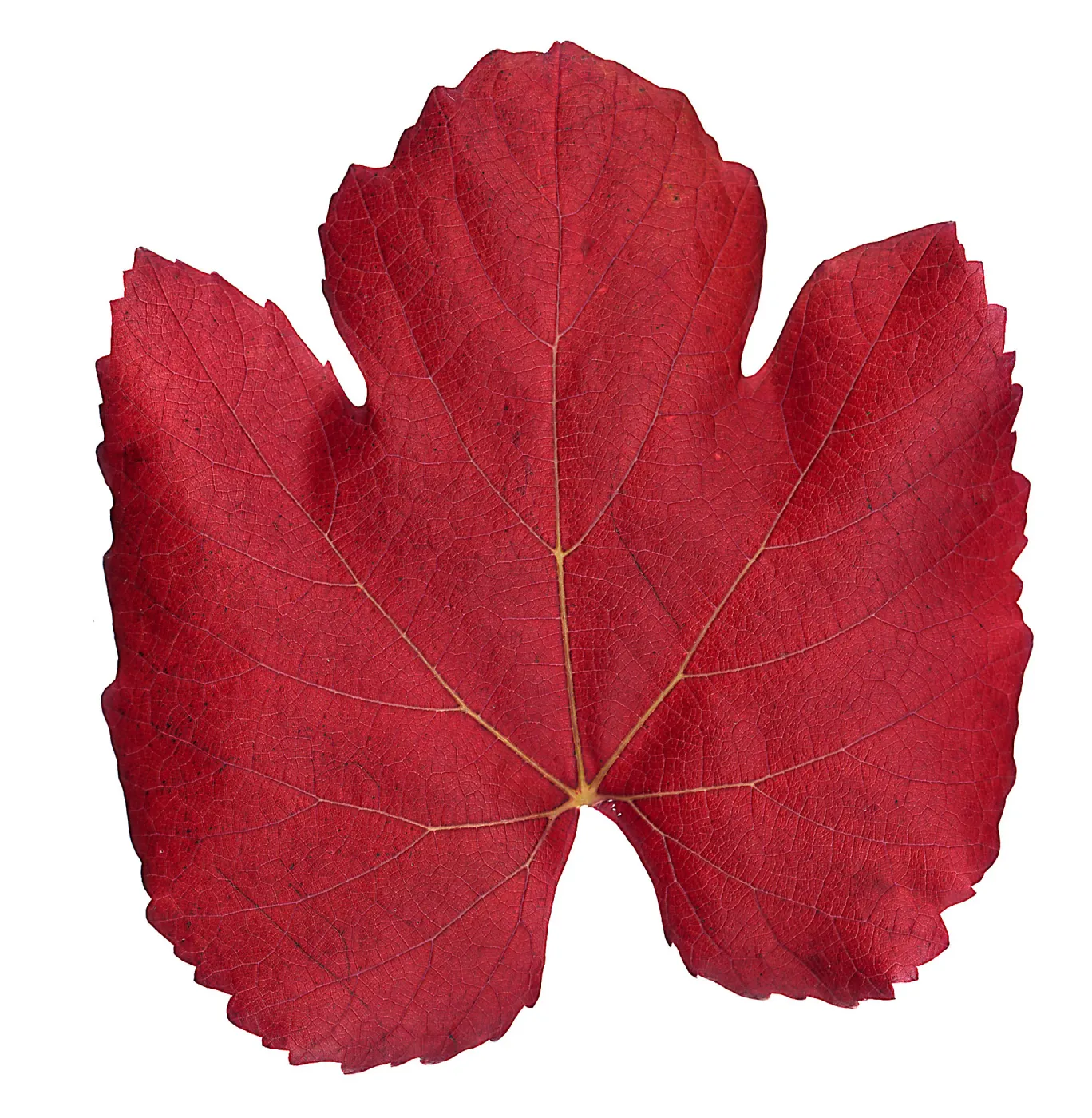 â€˜Roger's Red' California Wild Grape leaf in autumn color