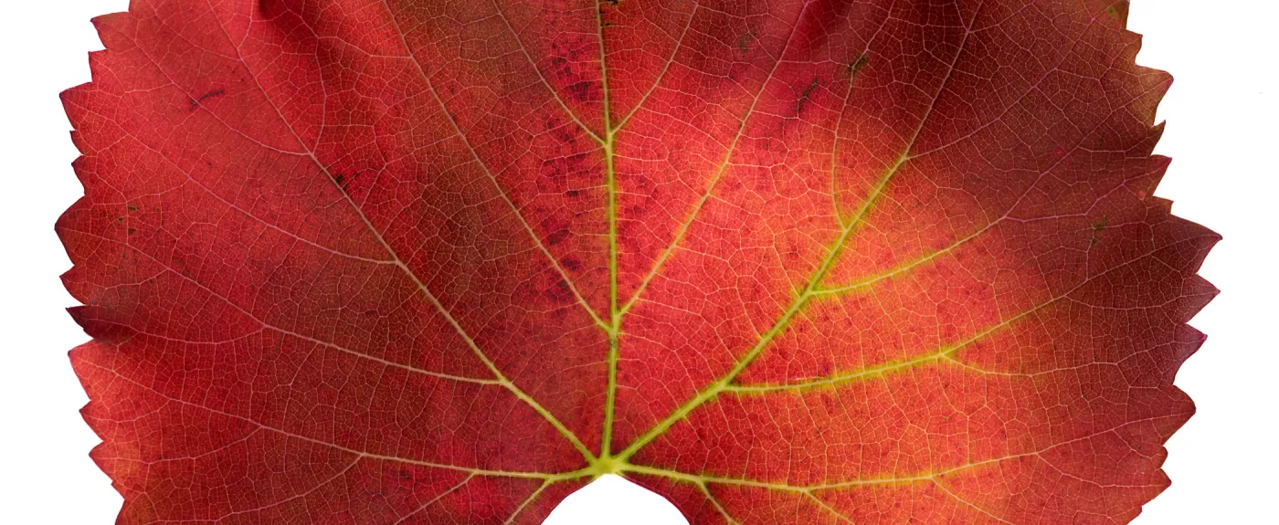 â€˜Roger's Red' California Wild Grape leaf in autumn color