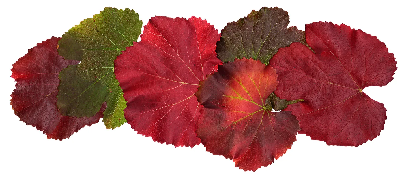 â€˜Roger's Red' California Wild Grape leaves in autumn color