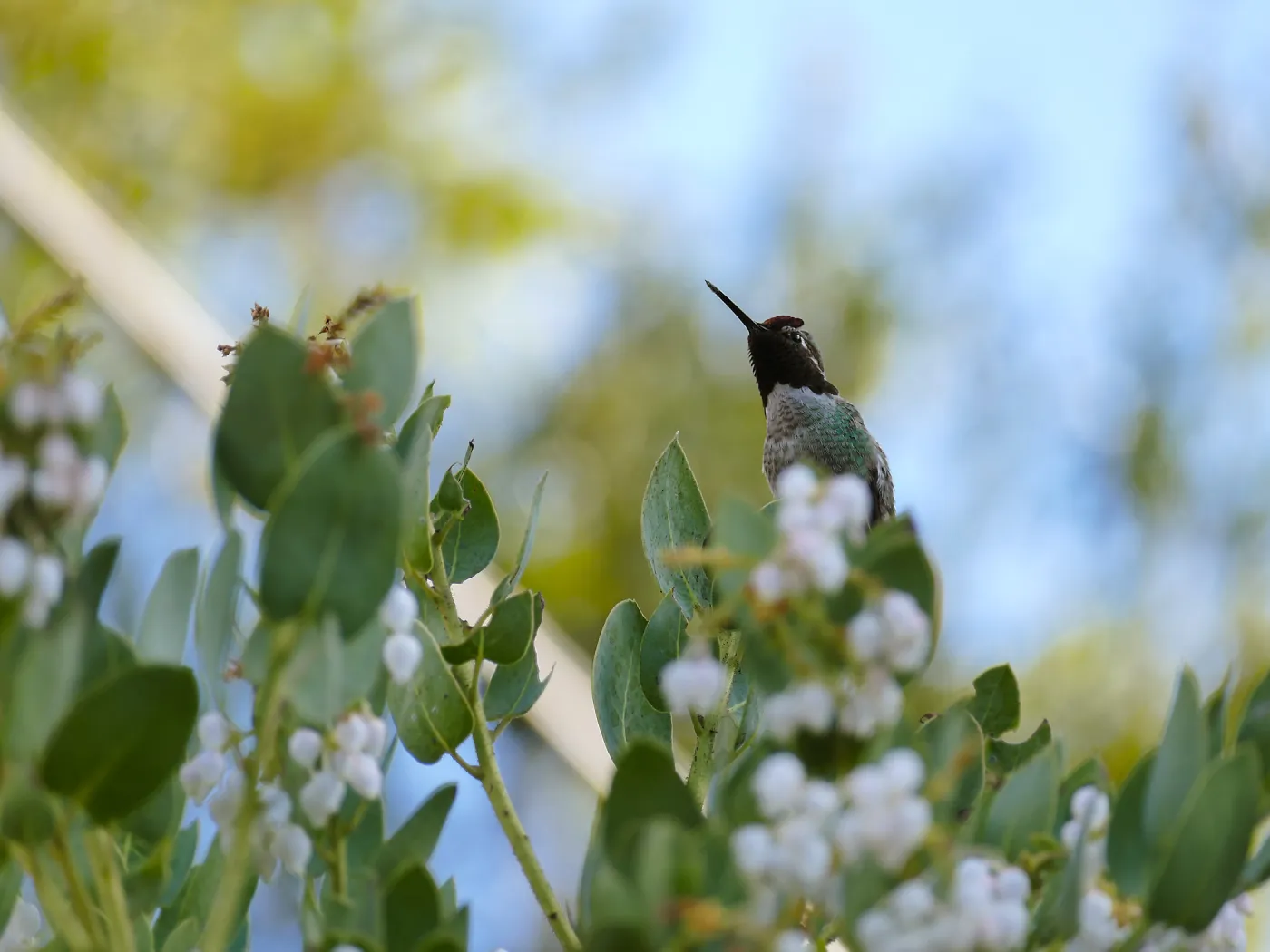 Hummingbird on Arctostaphylos glauca