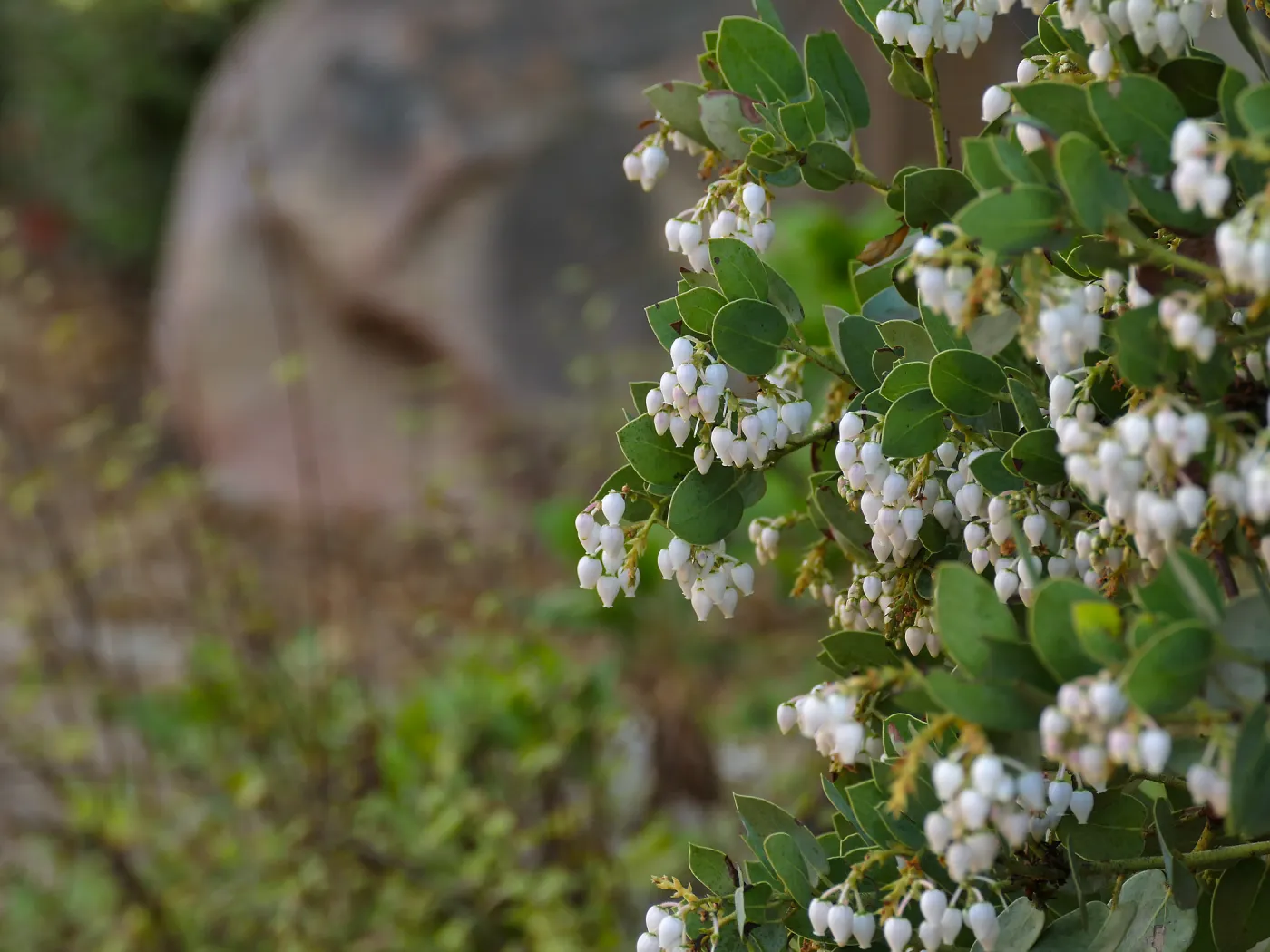 Bigberry Manzanita Arctostaphylos glauca