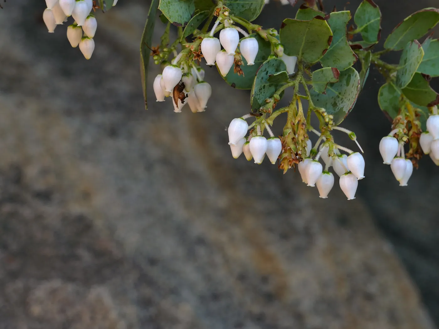 Bigberry Manzanita Arctostaphylos glauca