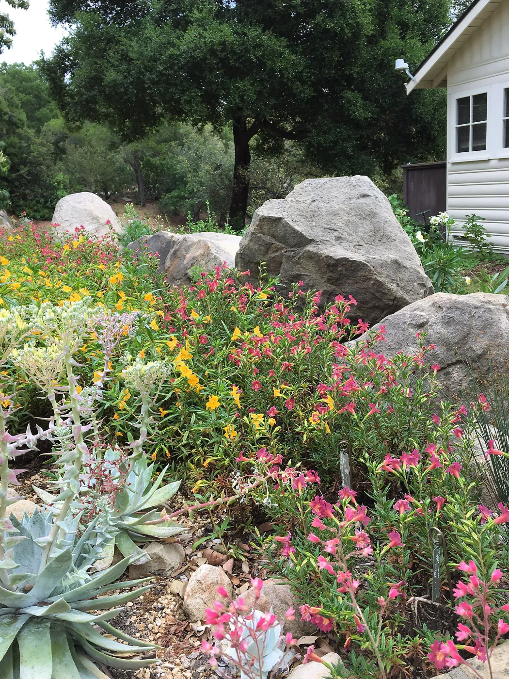 Water Wise Home Garden