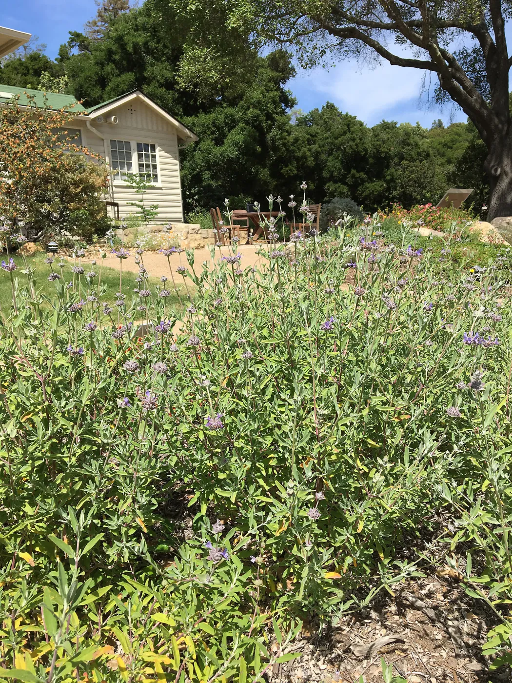 Water Wise Home Garden