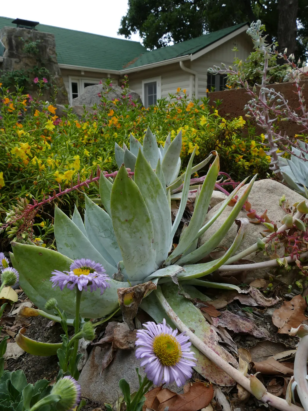 Water Wise Home Garden