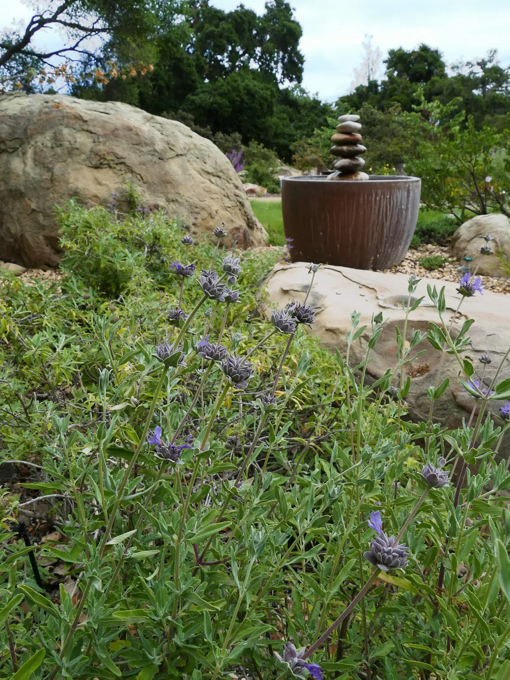 Water Wise Home Garden