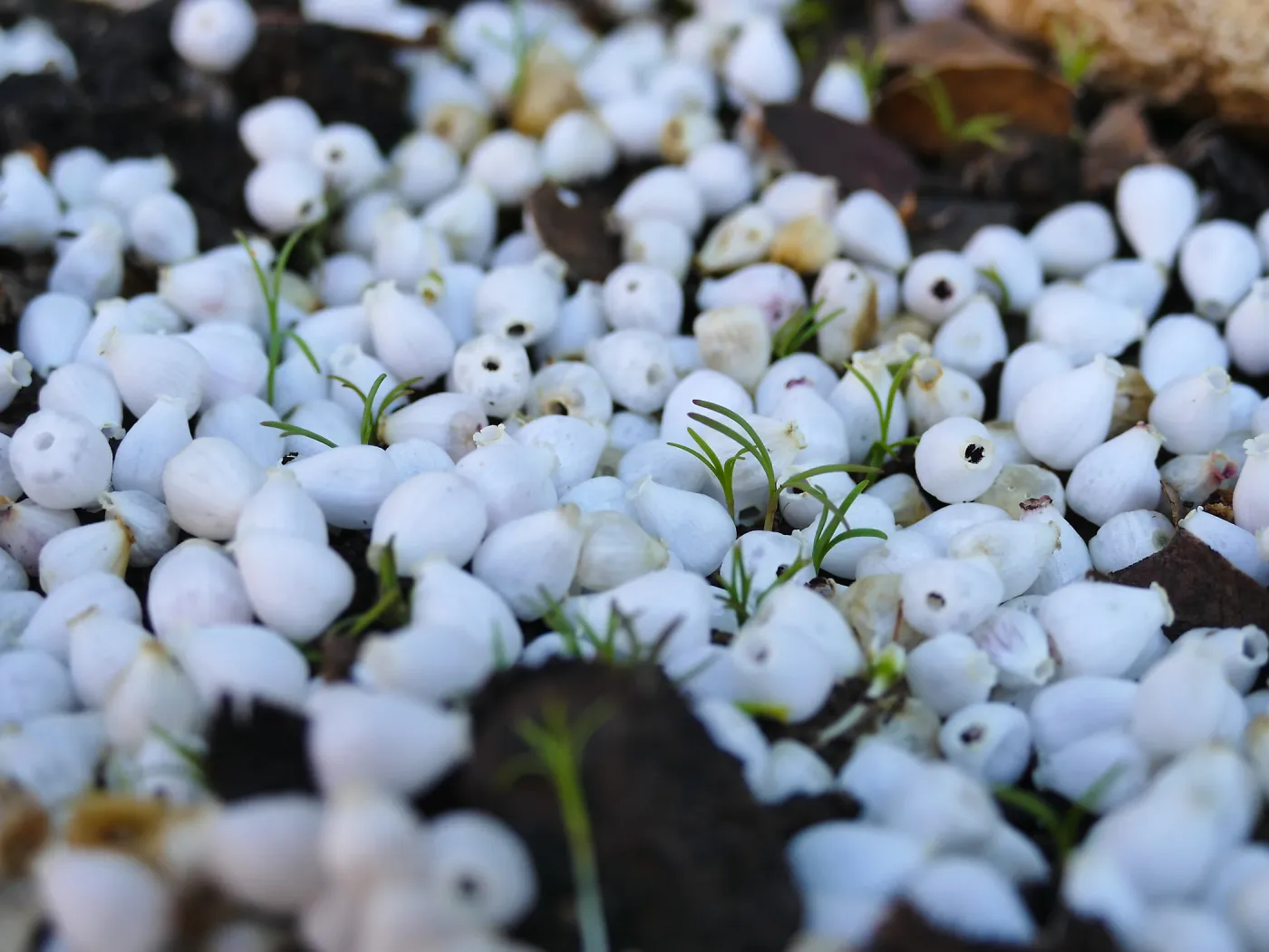 Poppy seedlings in manzanita snow