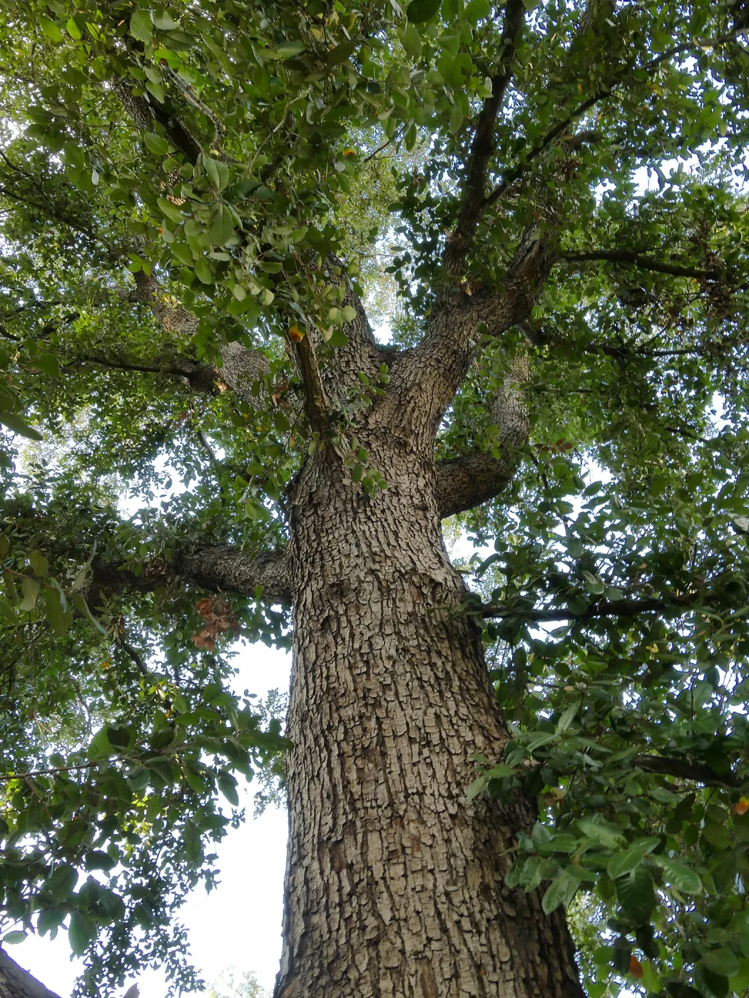 Island Oak - Champion Tree
