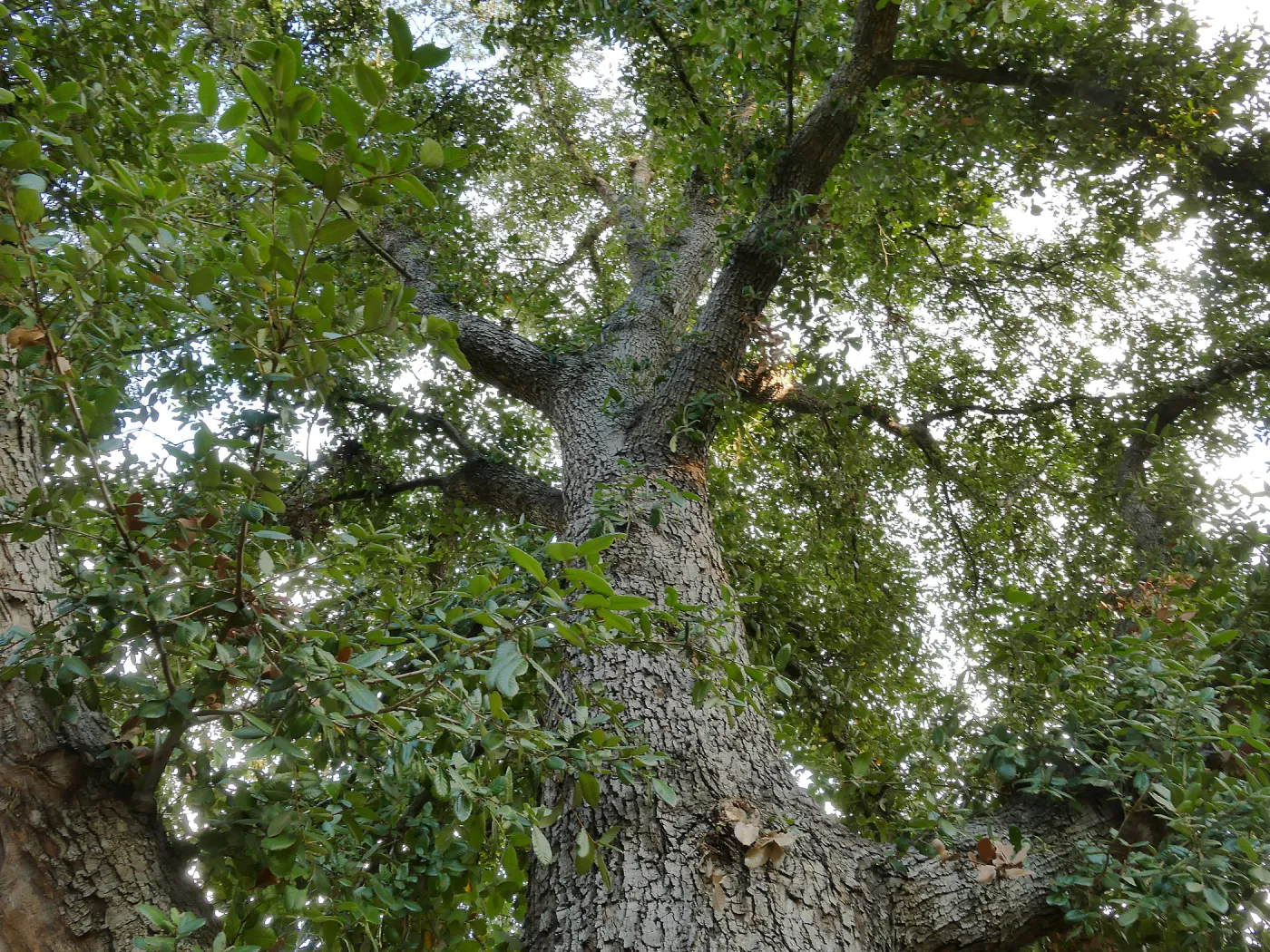 Island Oak - Champion Tree