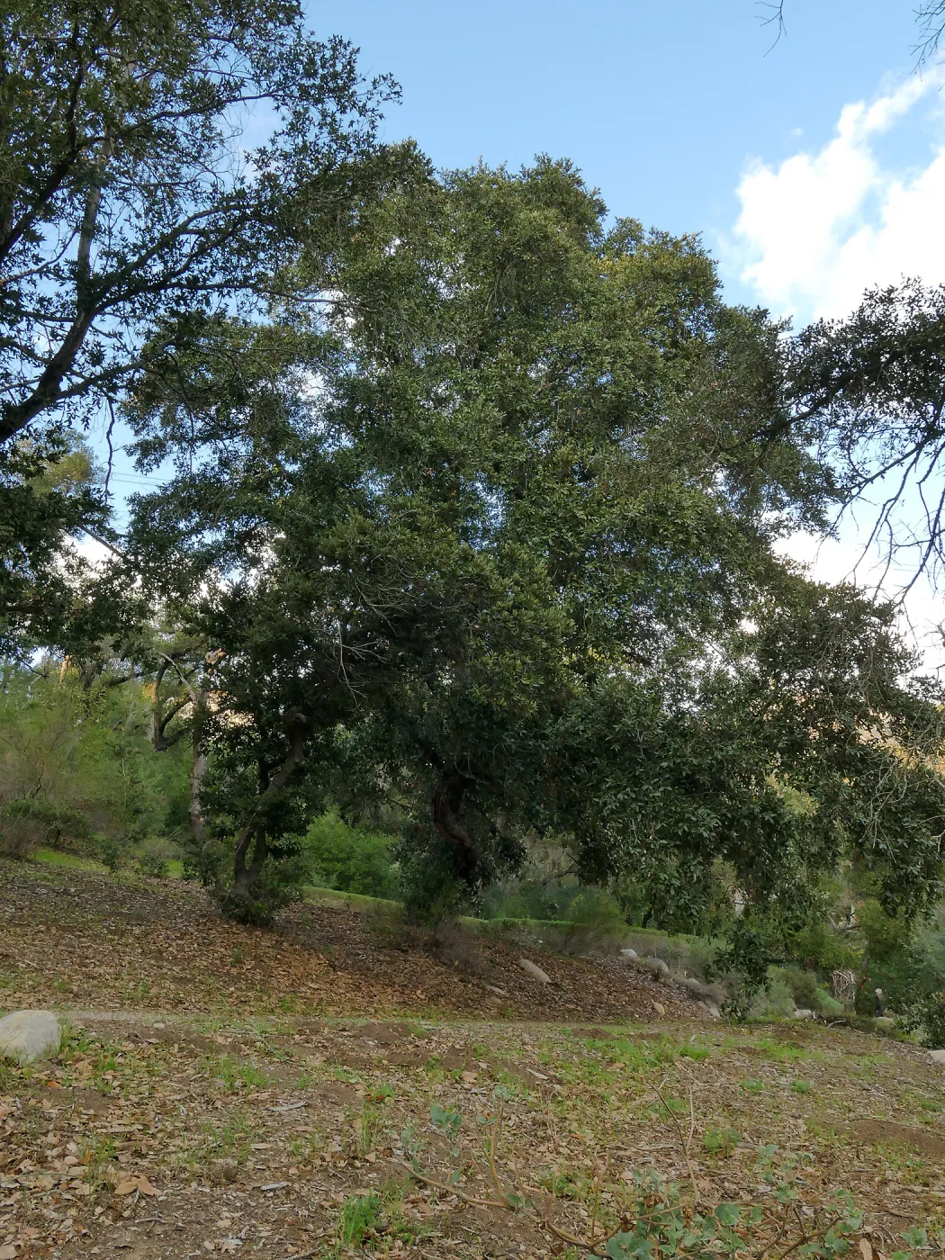 Island Oak - Champion Tree