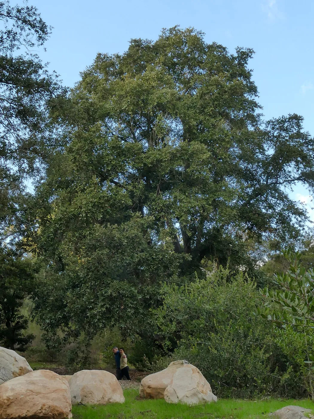 Island Oak - Champion Tree