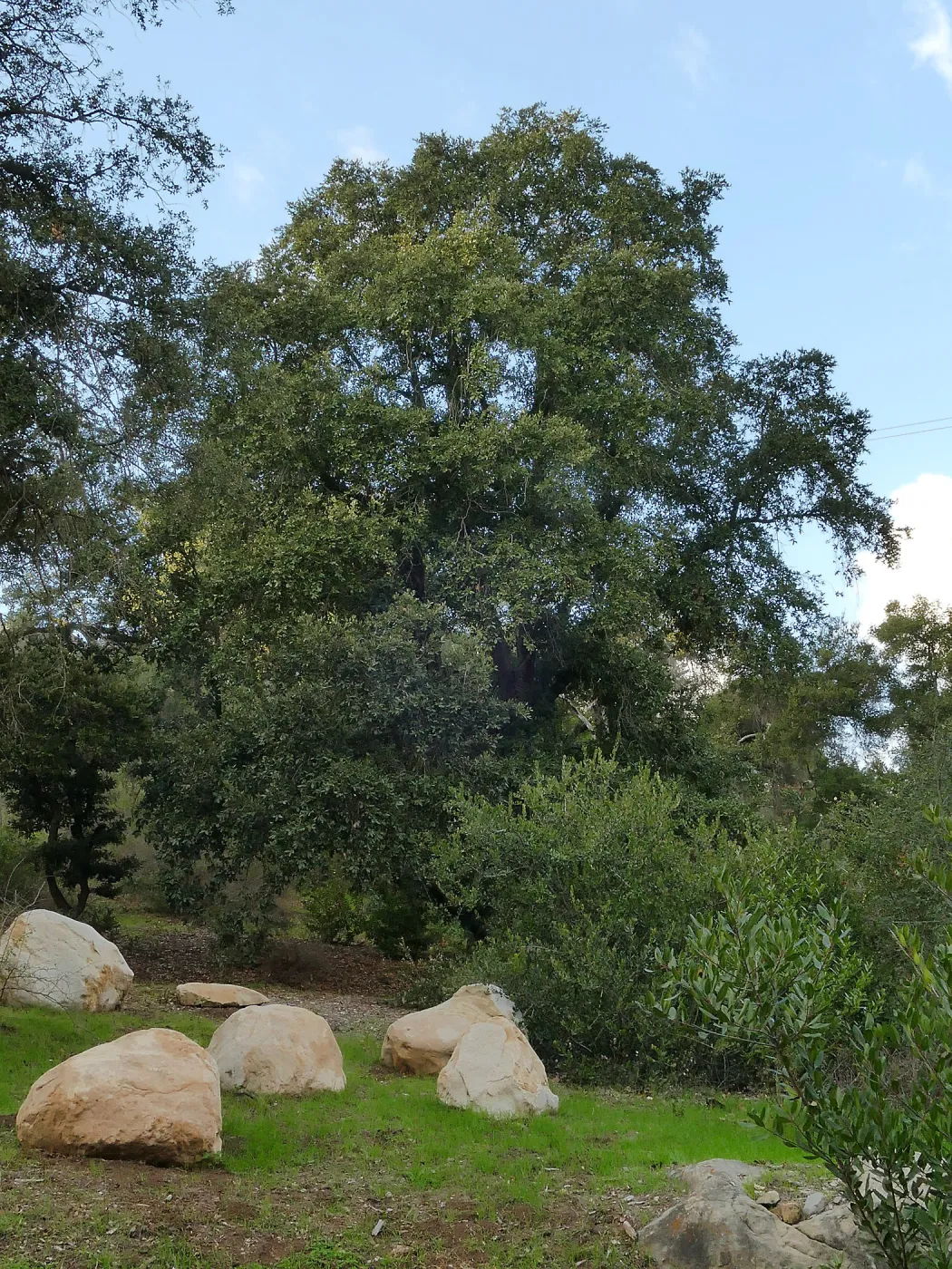 Island Oak - Champion Tree