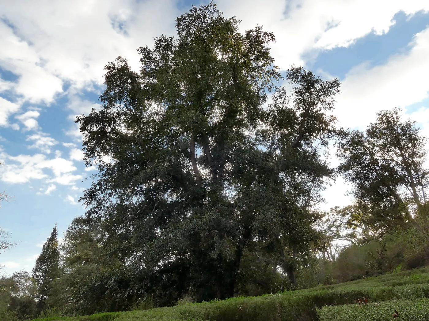 Island Oak - Champion Tree