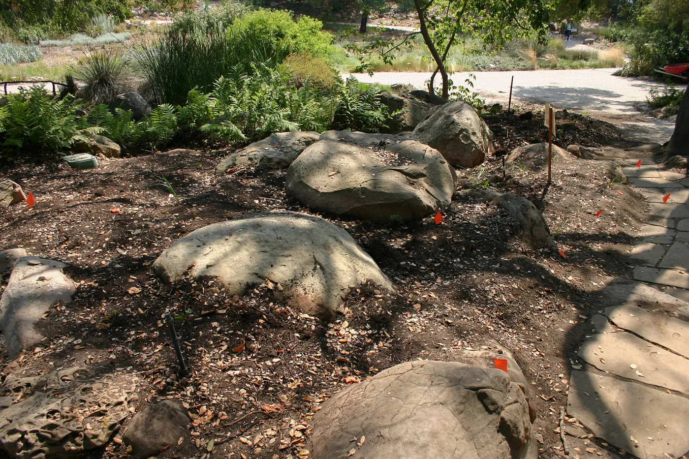 Native California Orchid Display Construction