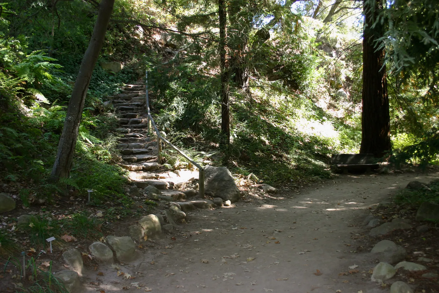 Redwood Section