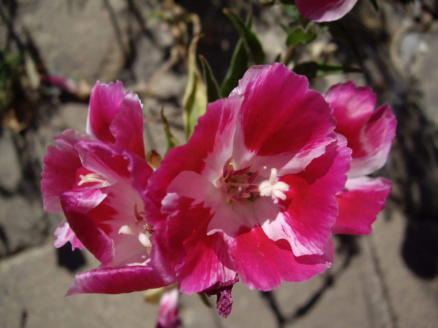Bloom in July, Clarkia amoena (Farewe;;-to-Spring) 