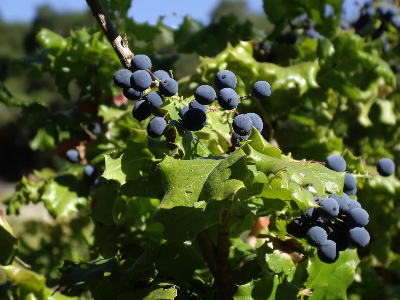 Bloom in July, Berberis pinnata