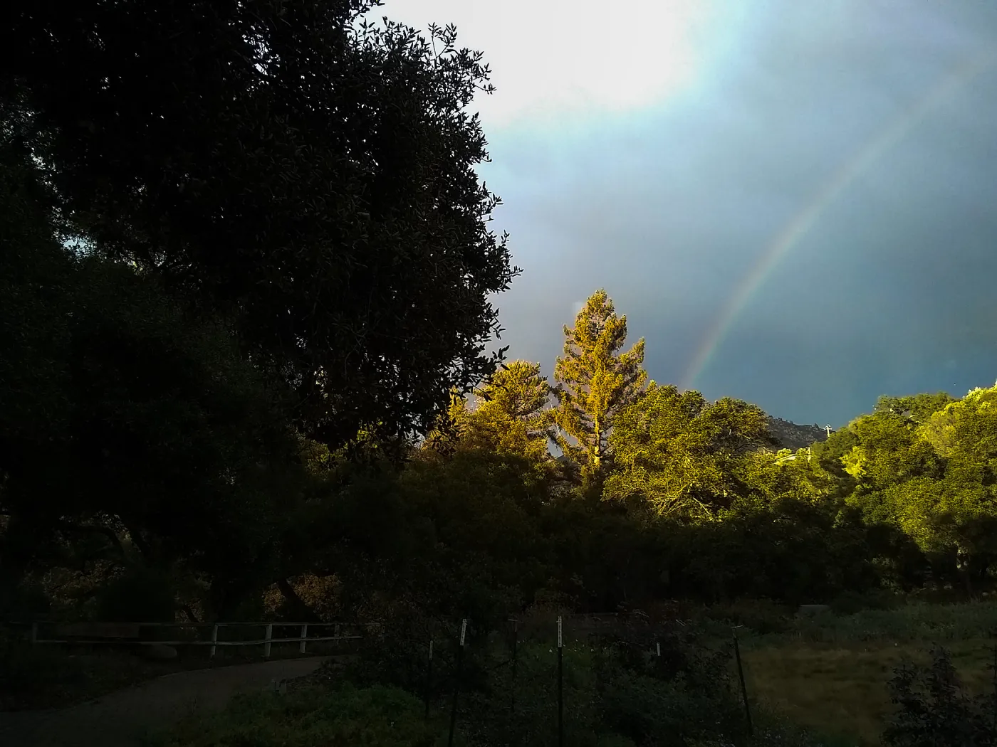 Redwoods and rainbow