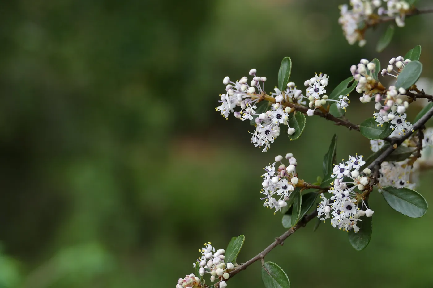 Bigpod Ceanothus