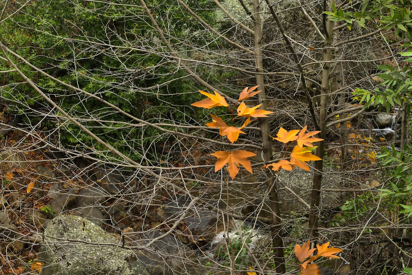 Golden bigleaf maple leaves in Canyon