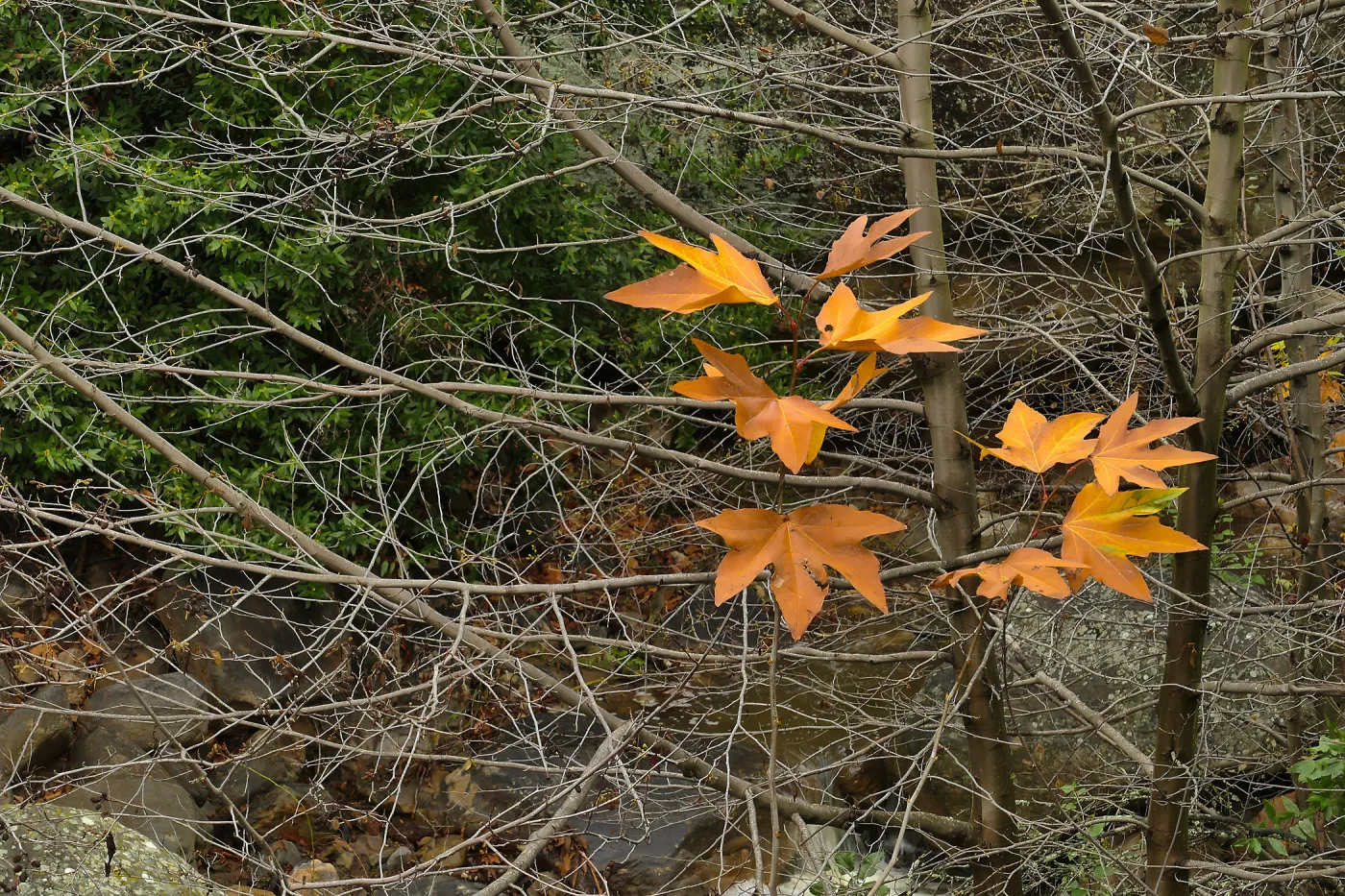 Golden bigleaf maple leaves in Canyon