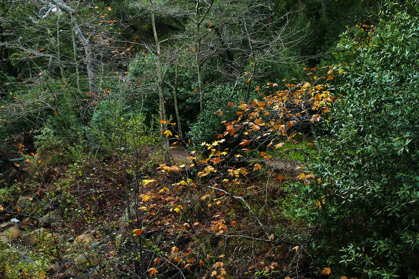 Golden bigleaf maple leaves in Canyon
