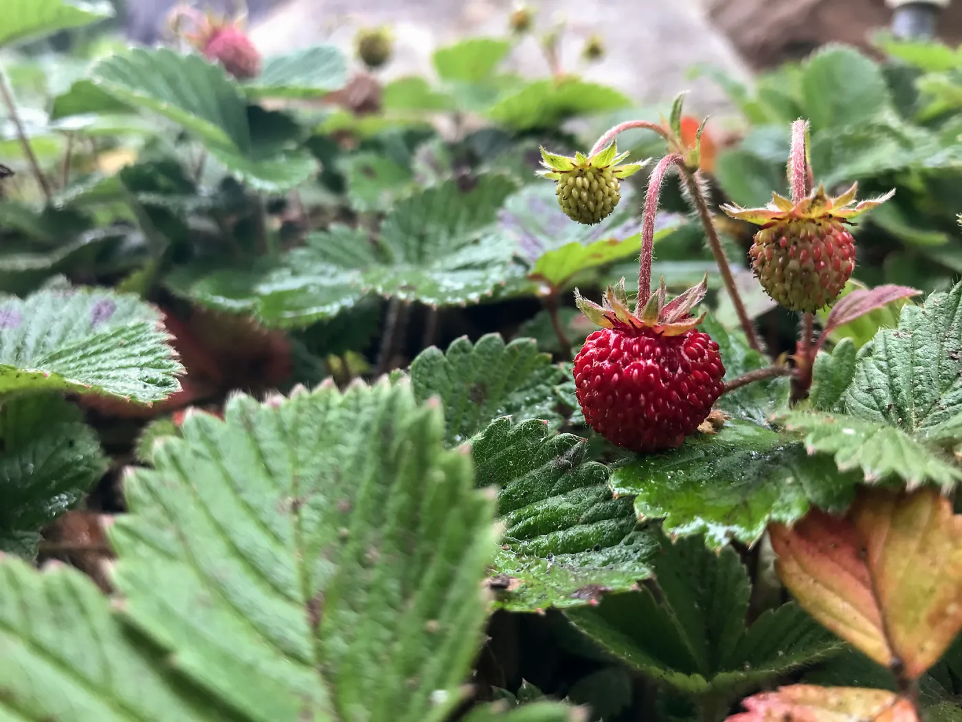 Strawberry, Fragaria