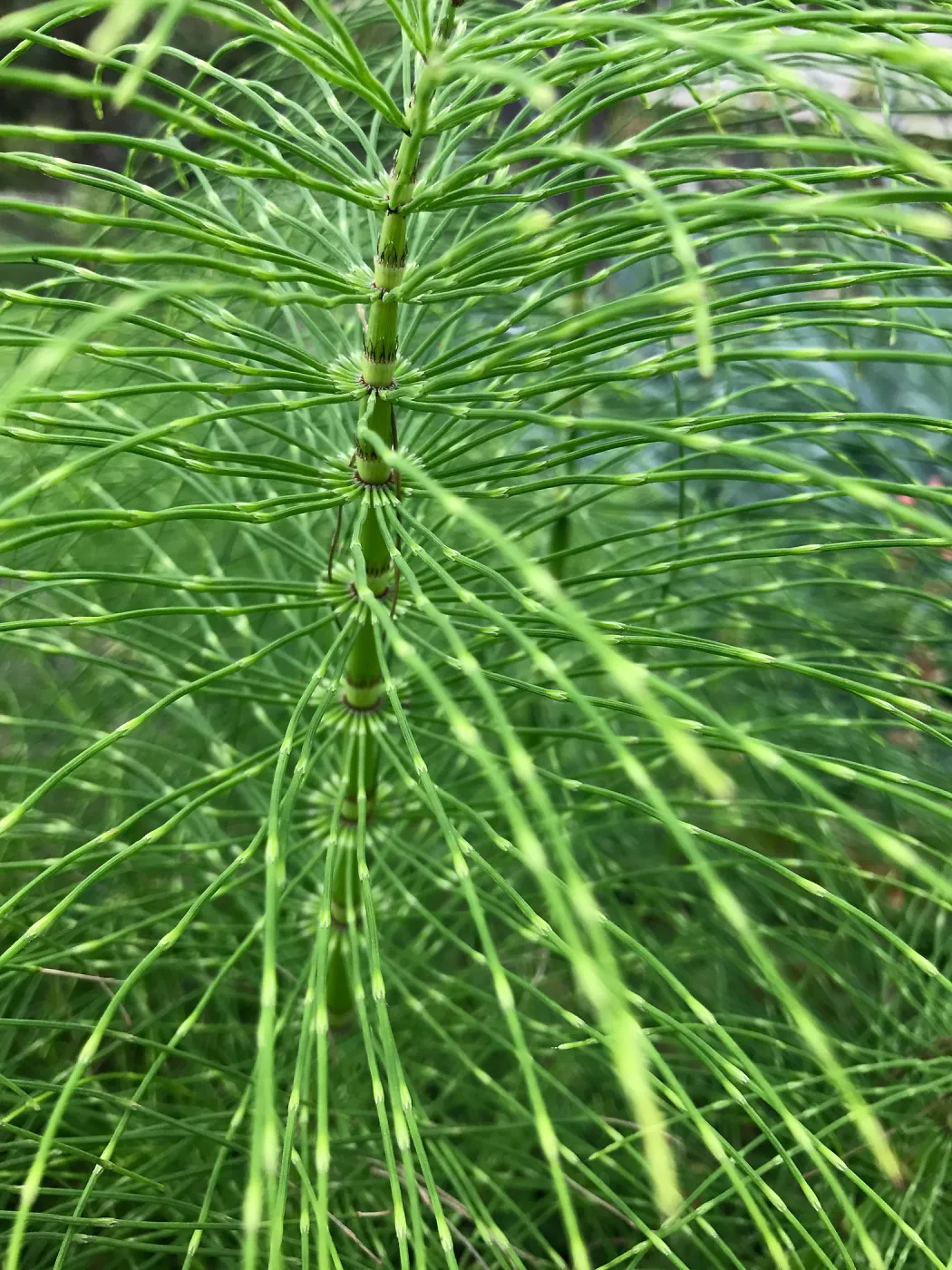 Equisetum