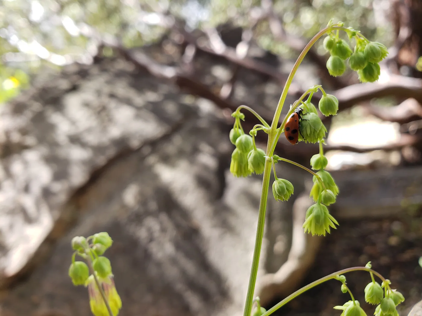 Ladybug on Meadow Rue