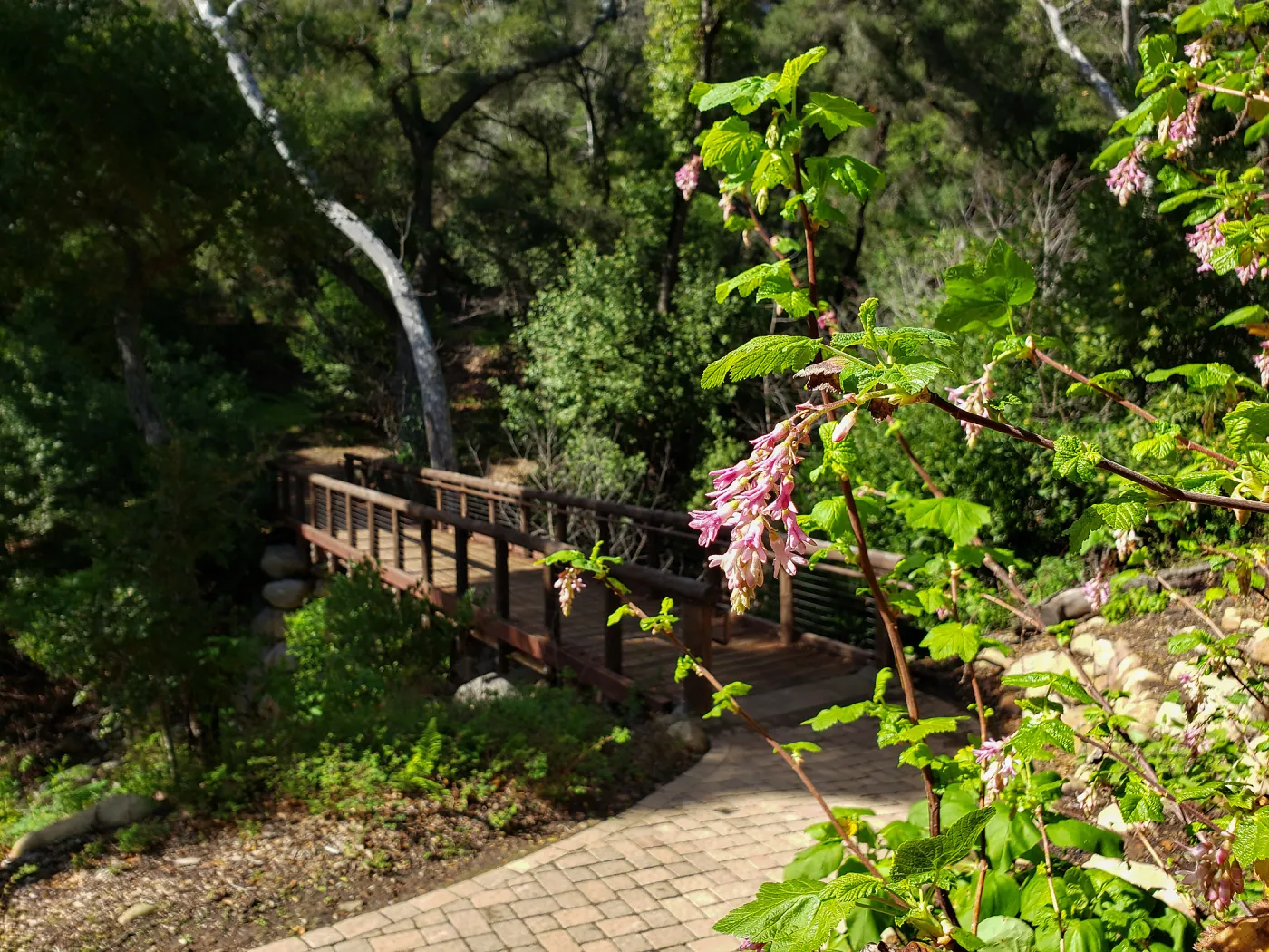 Pink-Flowered Currant