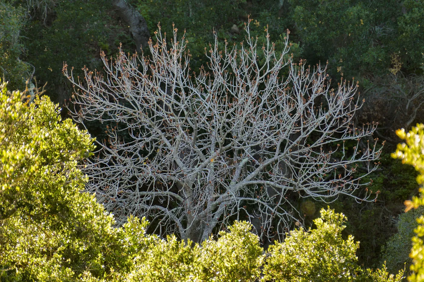 Leafless tree in the Canyon