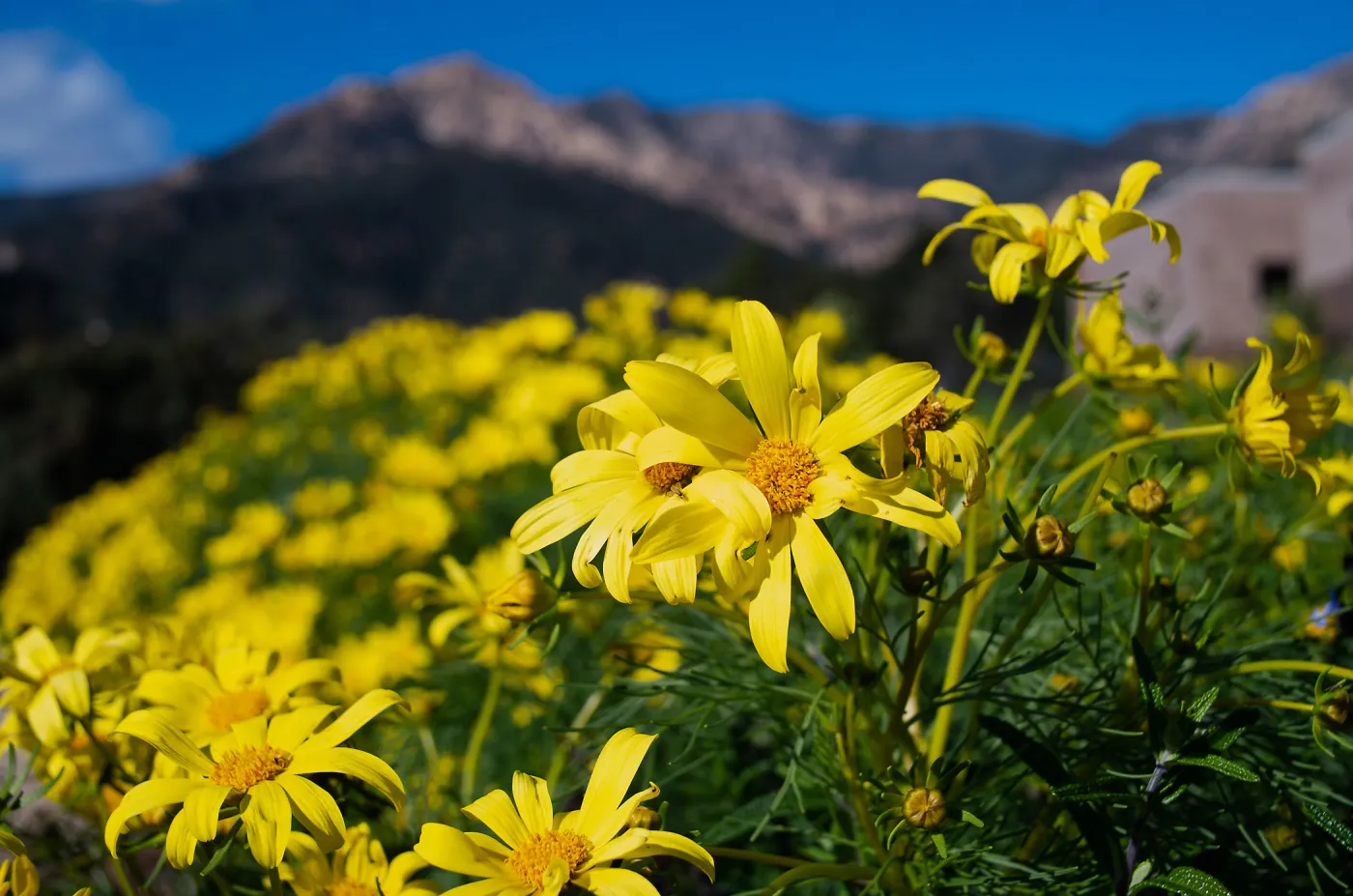 Giant coreopsis (Leptosyne gigantea) flowers in the Island View garden, with the Santa Ynez Mountains in the background. 