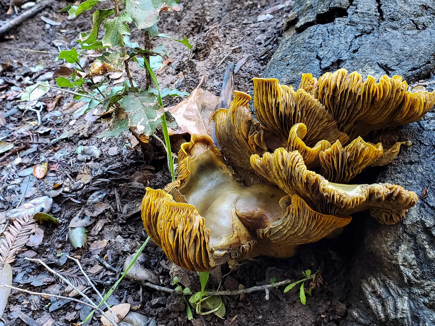 Jack-O-Lantern fungus, Omphalotus olivascens