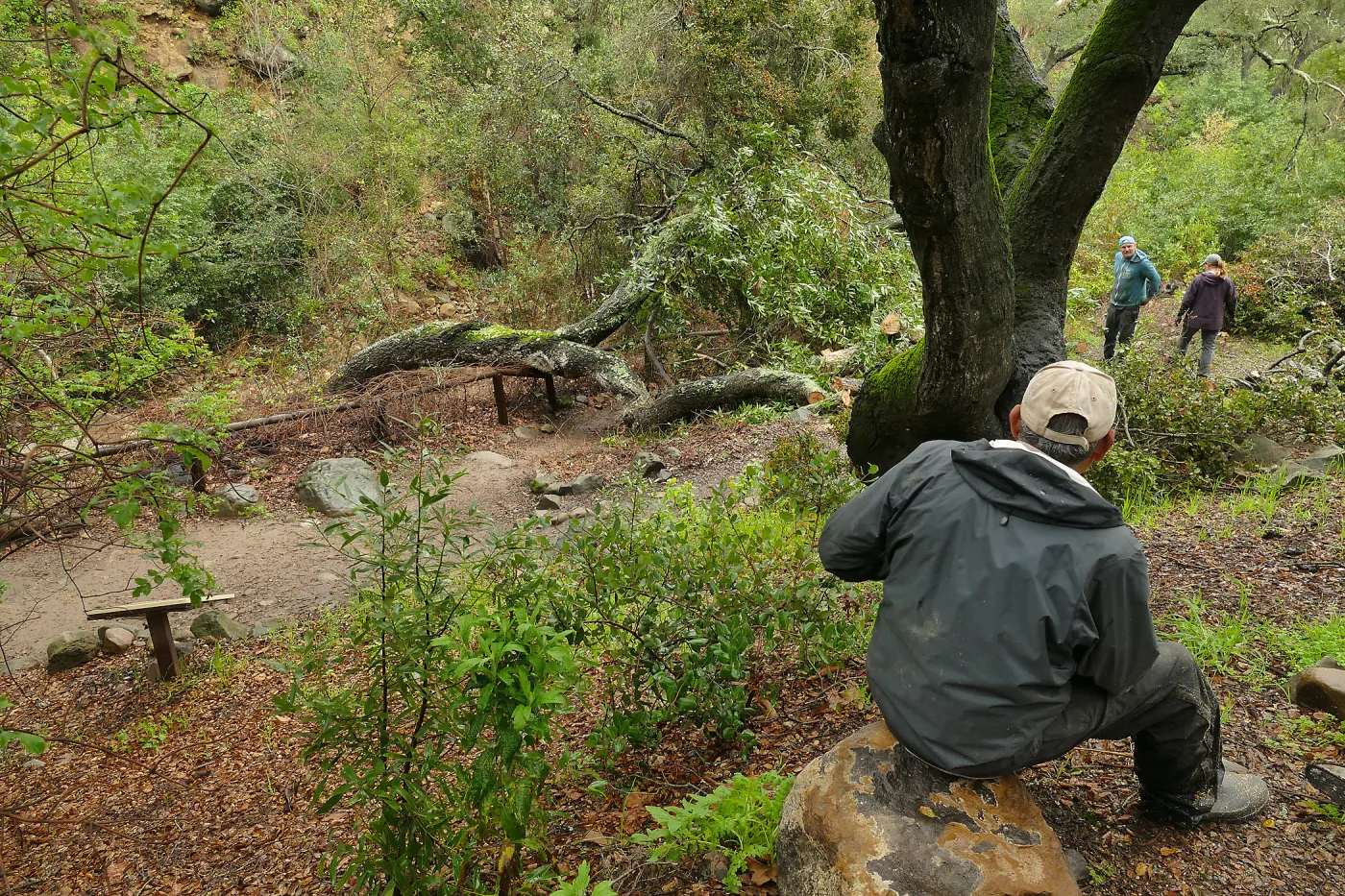 Fallen oak (Coastal Live Oak) in Fiber Arts Display