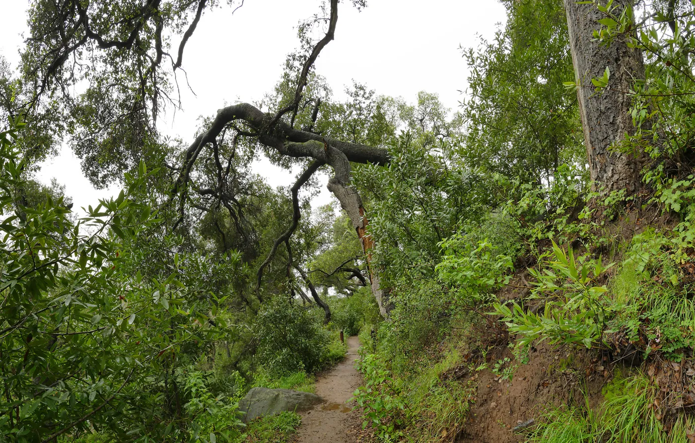 Fallen oak (Coastal Live Oak) on Pritchett Trail