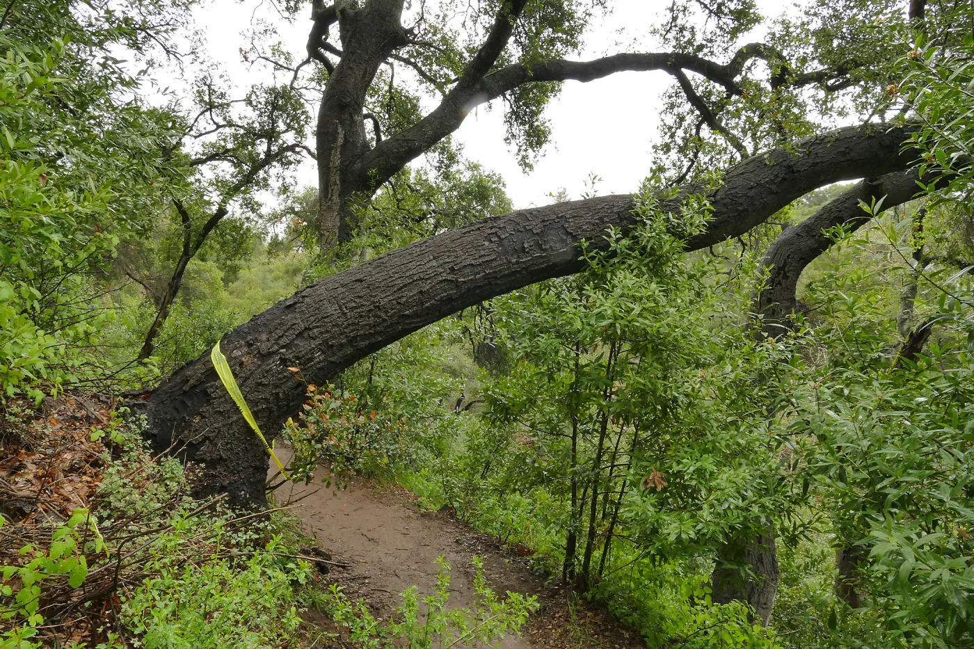 Fallen oak (Coastal Live Oak) on Pritchett Trail
