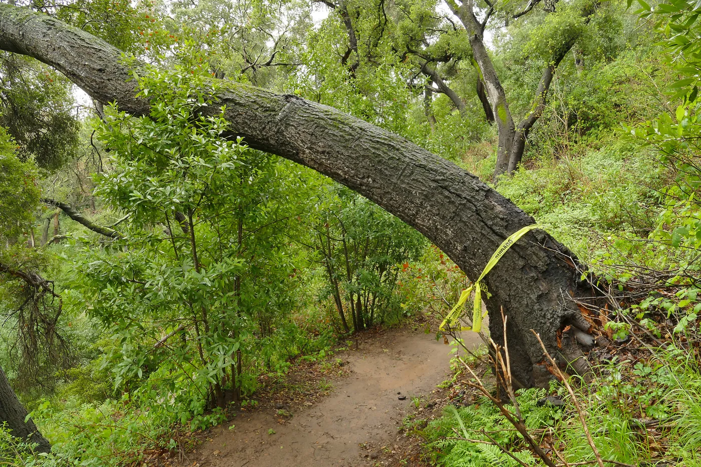 Fallen oak (Coastal Live Oak) on Pritchett Trail