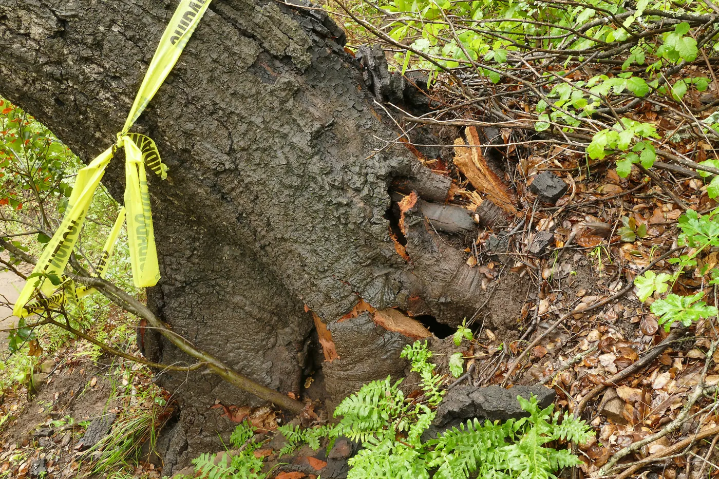 Fallen oak (Coastal Live Oak) on Pritchett Trail