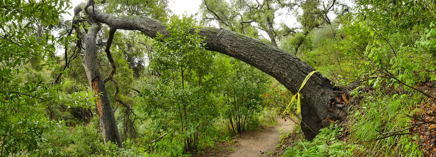 Fallen oak (Coastal Live Oak) on Pritchett Trail